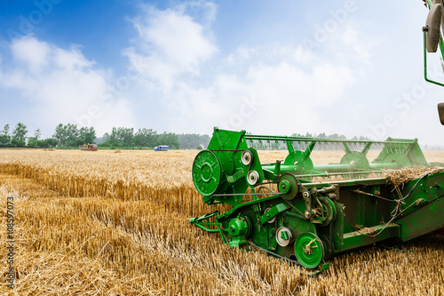 Combine harvester harvest ripe wheat on a farm