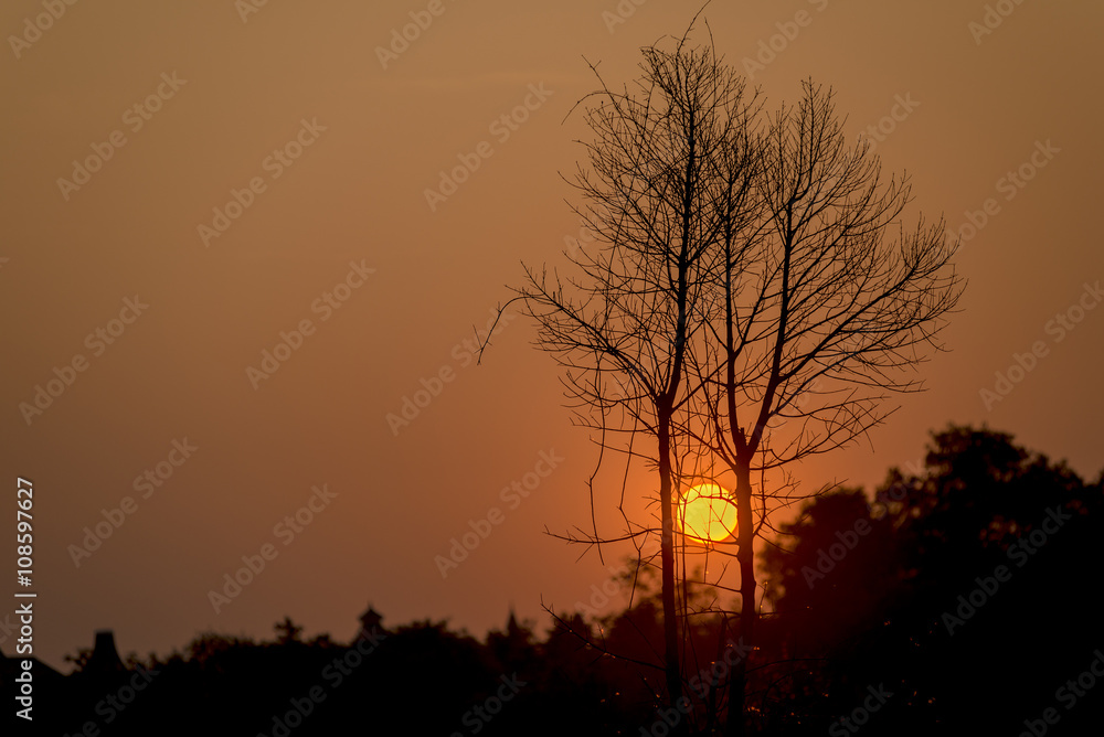 Beautiful field and sunset and the tree in field silhouette Beautiful field and sunset and the tree in field silhouette