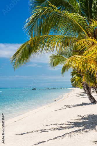 Tropical palm trees in the ocean  Mauritius.