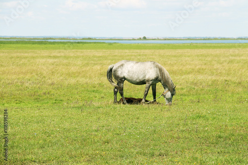 Horse and green grass