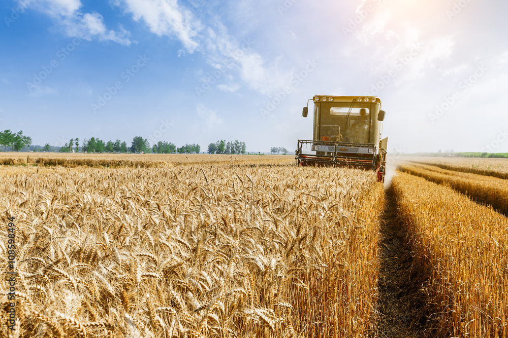 Fototapeta premium Combine harvester harvest ripe wheat on a farm