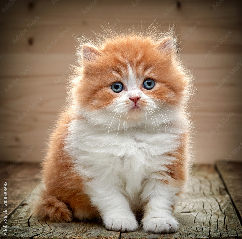 beautiful british long hair kitten