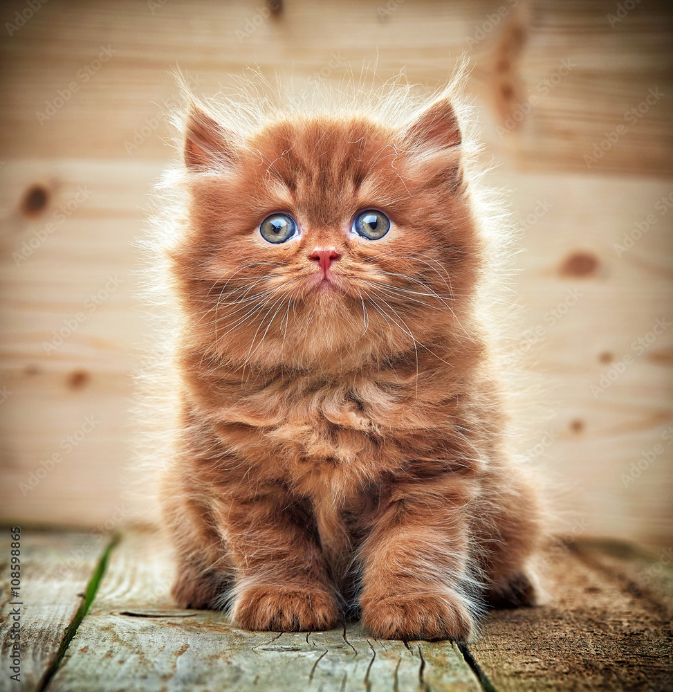 Fototapeta premium beautiful british long hair kitten