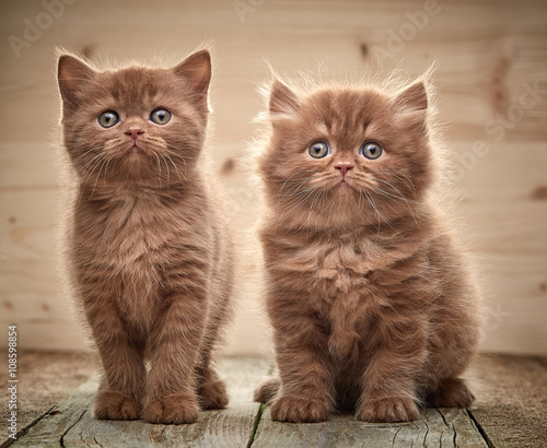 Canvas-taulu beautiful brown british kittens