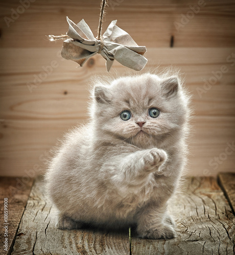 Fototapeta Naklejka Na Ścianę i Meble -  beautiful british long hair kitten