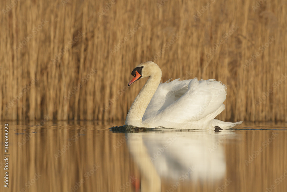 Naklejka premium swan