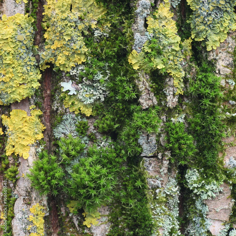 Moss and lichen Moss and lichen