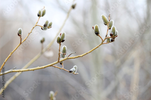 Sprigs of willow, blooming willow