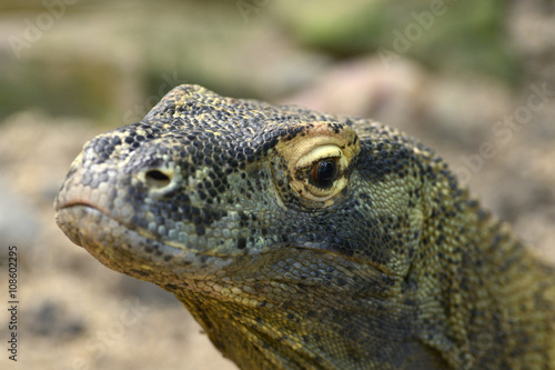コモドドラゴンの顔 © seabreezecairns