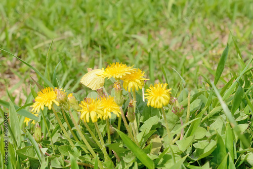 野原に咲くタンポポとチョウ 