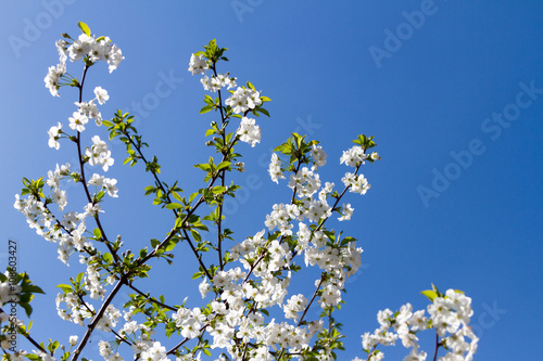 white flowers cherry