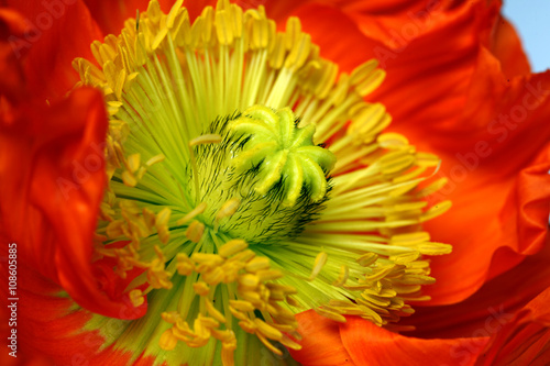 Photos The core of poppy flower with stamens closeup