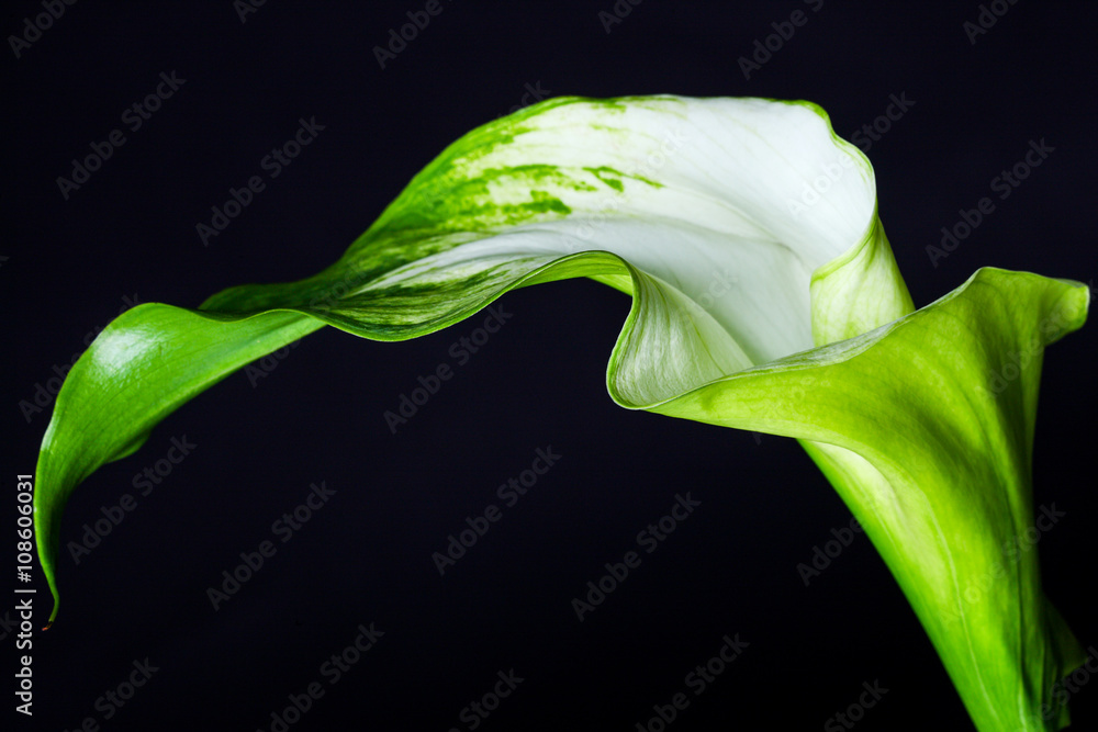 Fotografie Green Gordes Calla lilly over black background