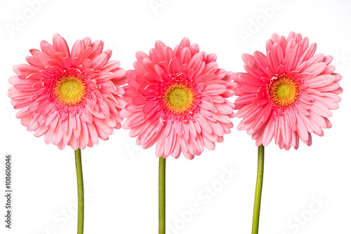 Pink gerbera flowers isolated on white