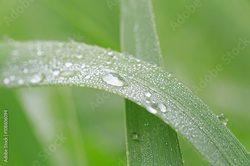 close up of dew drops on blade
