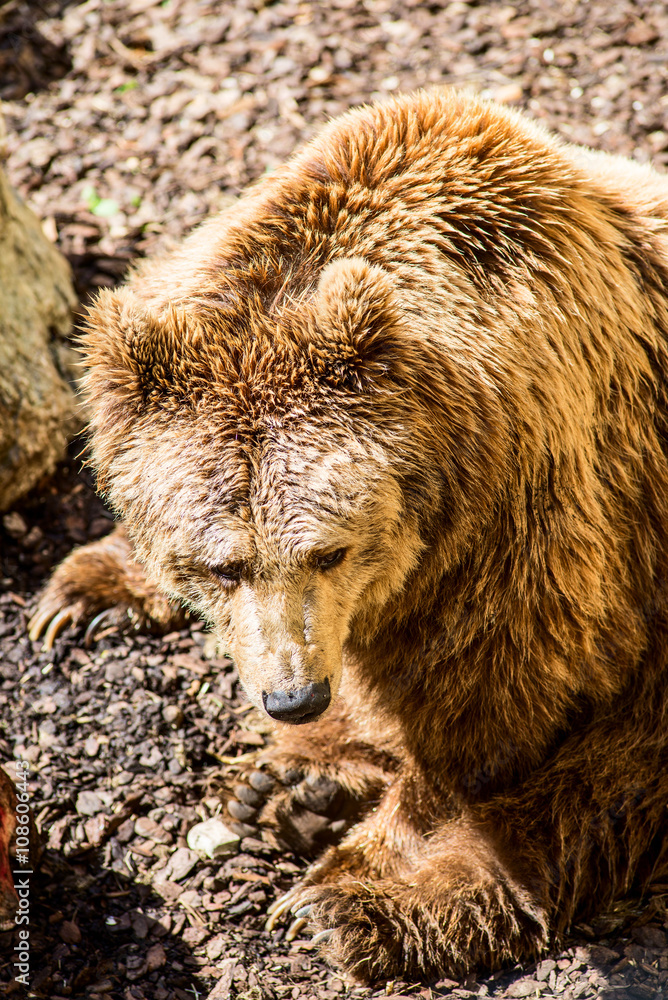 Obraz premium brown bear - ursus arctos