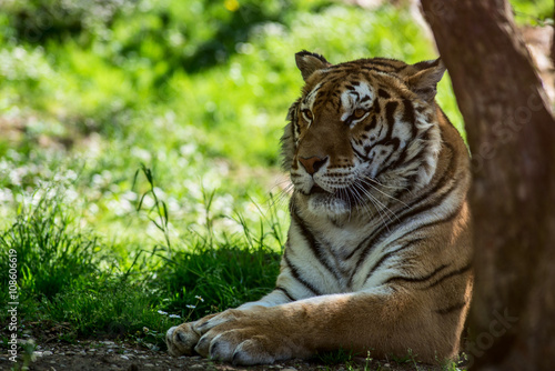 siberian tiger - panthera tigris 