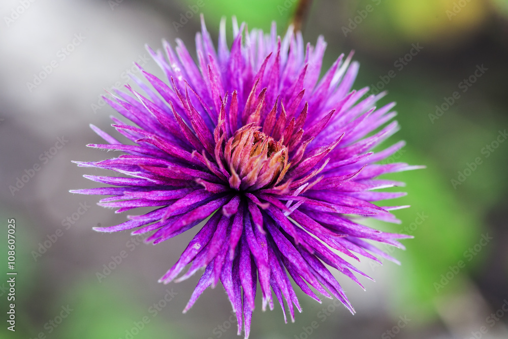 Purple cornflower on abstract green background Purple cornflower on abstract green background