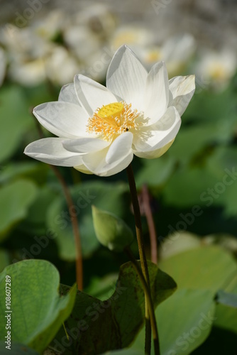 White lotus  Korat Thailand. A white lotus flower refers to purity of the mind and the spirit.