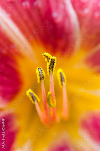 The fiery core of the beautiful pink lily. Close up