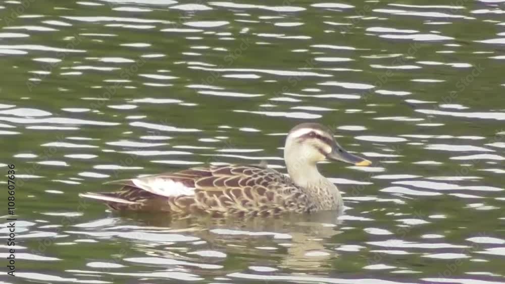 水面を優雅に泳ぐカモ/Ducks swimming on the surface of the water elegantly. 水面を優雅に泳ぐカモ/Ducks swimming on the surface of the water elegantly.