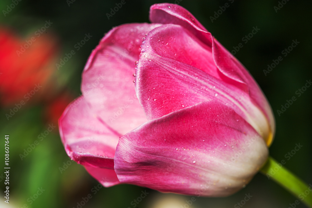 Close up of beautiful pink and white tulip flower Close up of beautiful pink and white tulip flower