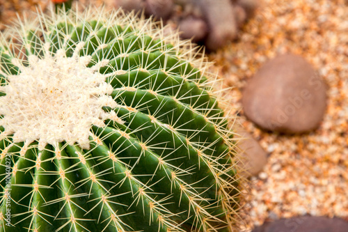 amazing cacti in the Botanical garden in Thailand