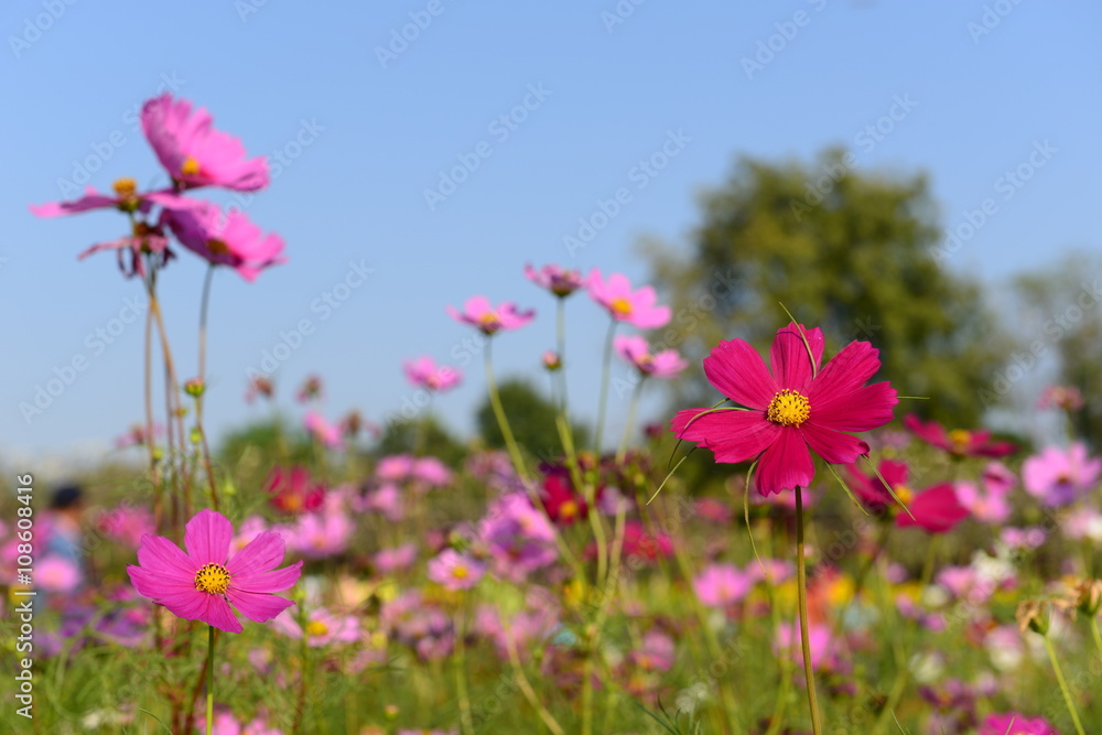 Cosmos flower (Cosmos Bipinnatus) with blurred background. Cosmos flowers blooming in Korat garden, Thailand Cosmos flower (Cosmos Bipinnatus) with blurred background. Cosmos flowers blooming in Korat garden, Thailand