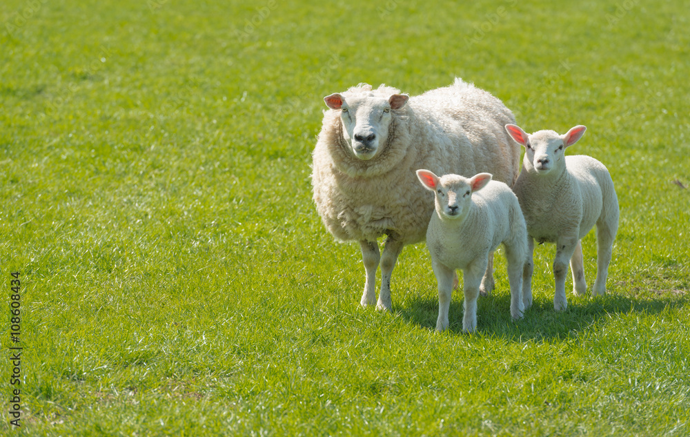 Ewe with her lambs posing in the meadow Ewe with her lambs posing in the meadow