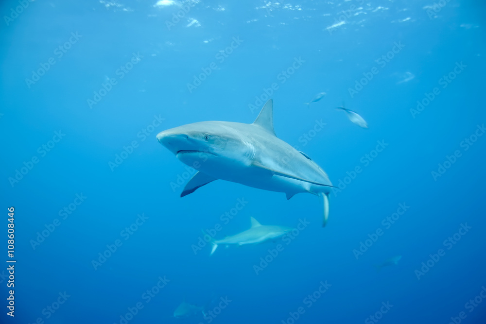 Naklejka premium White Shark underwater Cuba caribbean sea