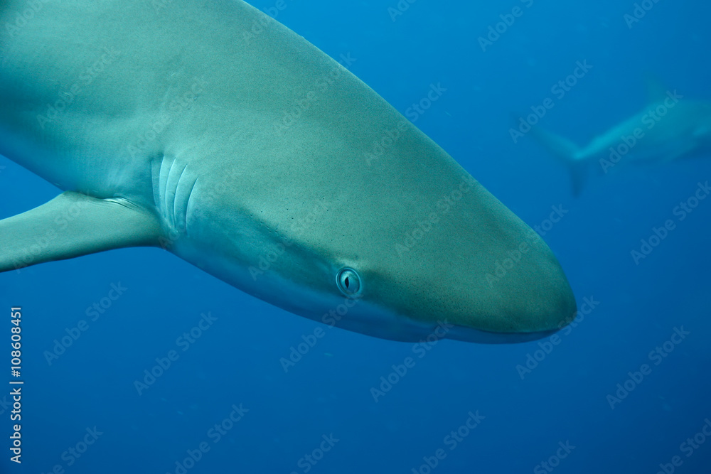 Naklejka premium White Shark underwater Cuba caribbean sea