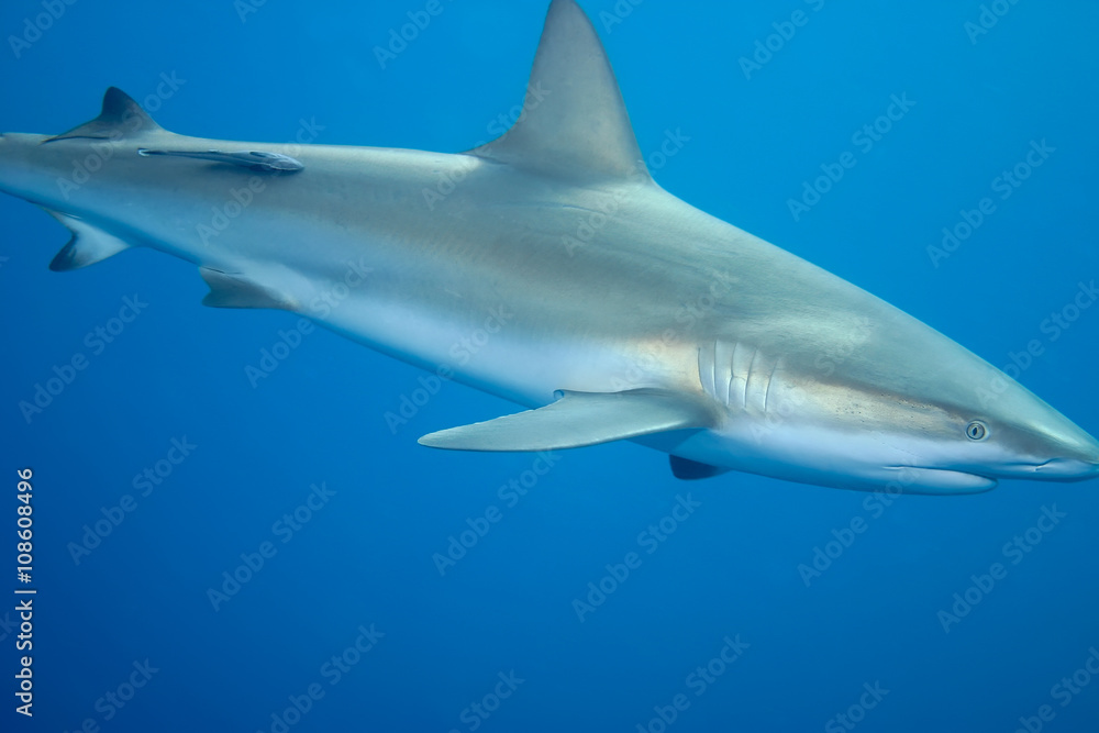 Obraz premium White Shark underwater Cuba caribbean sea