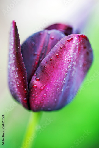 Dark purple tulip often referred to as black tulips. 