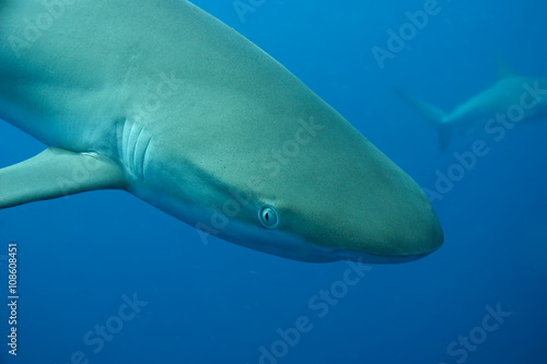 White Shark underwater Cuba caribbean sea