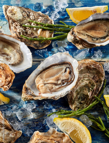Opened fresh raw marine oysters