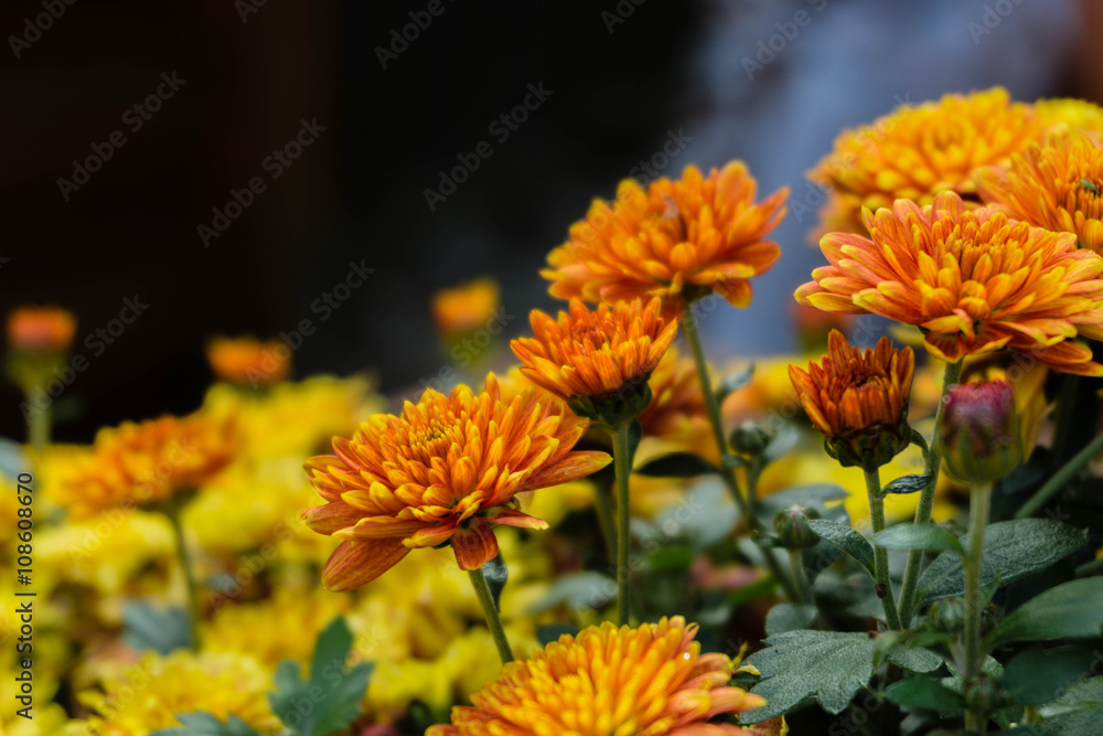 gelb orangene Blumen