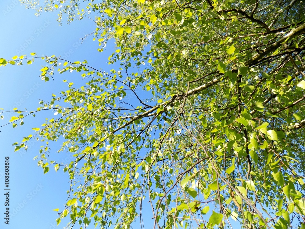 Fototapeta premium Birch tree