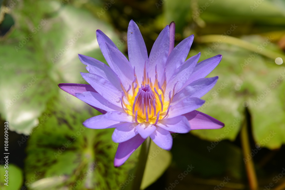 Purple lotus blossom in Summer Thailand Purple lotus blossom in Summer Thailand