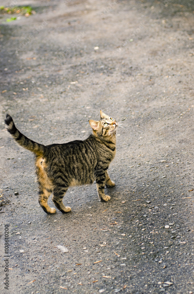Obraz premium cat on ground