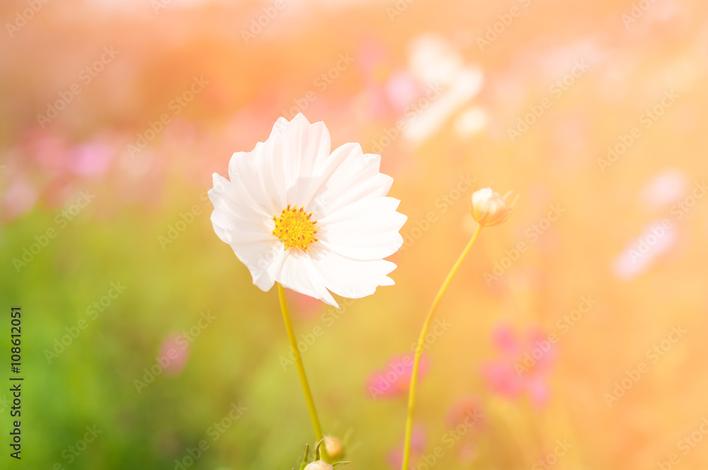 white cosmos flower in sunlight in morning - obrazy, fototapety, plakaty 