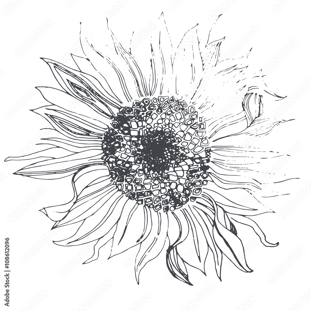 Fototapeta premium Sunflower. Doodle style.