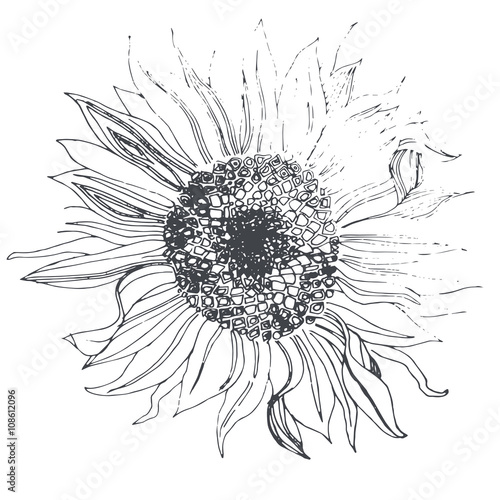 Fototapeta Naklejka Na Ścianę i Meble -  Sunflower. Doodle style.
