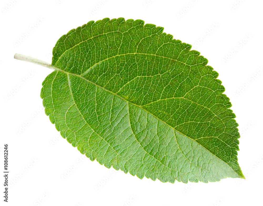 Fototapeta premium Fresh apple leaf isolated on white background.
