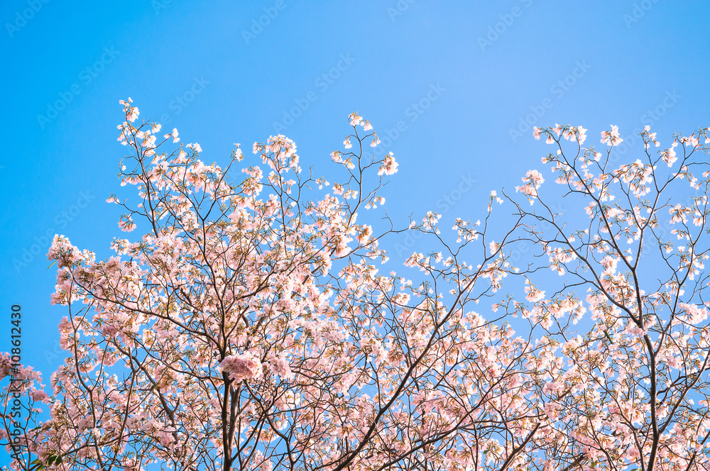 Pink trumpet Flower (Tebebuia) blooming, Tabebuia rosea with blue sky Pink trumpet Flower (Tebebuia) blooming, Tabebuia rosea with blue sky