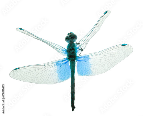 blue dragonfly isolated on white