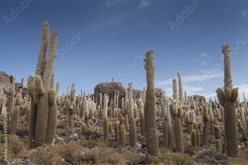 Cacti growing on the salt plains of Salar de Uyuni, Bolivia