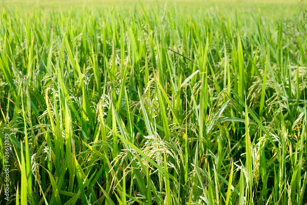 Rice field. Rice field.