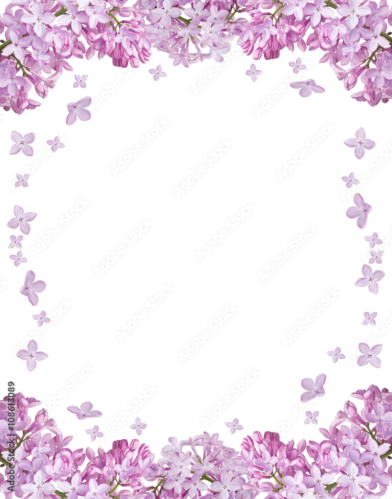 isolated frame from light lilac blooms