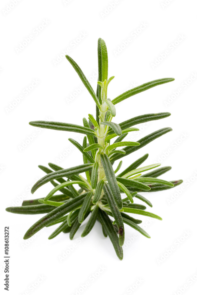Fototapeta premium Rosemary twig on the isolated white background.