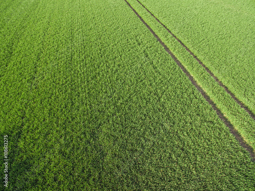 Luftbild von Getreidefeld